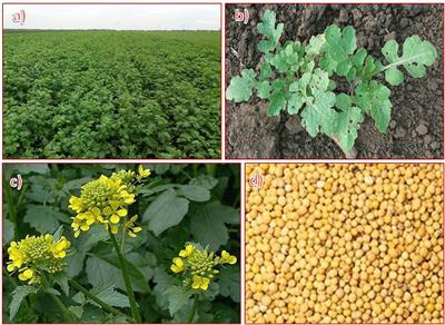 White Mustard (Sinapis alba L.) Oil in Biodiesel Production: A Review